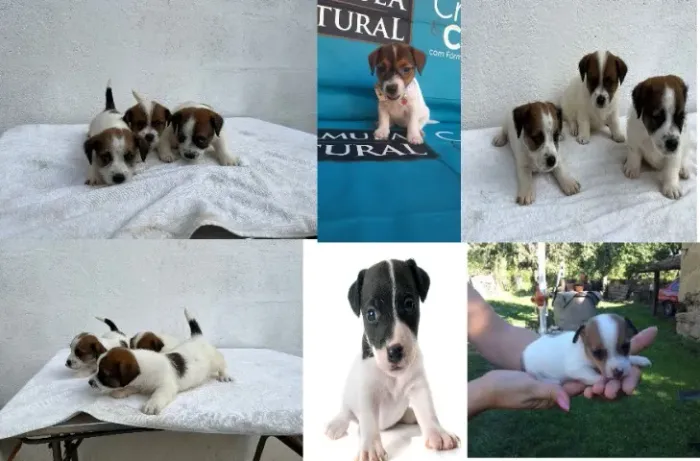 jack russel o cachorro do mascara