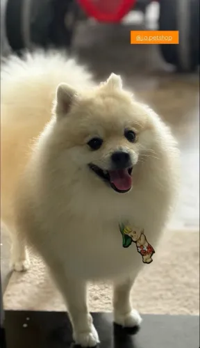 Spitz macho para cruzar