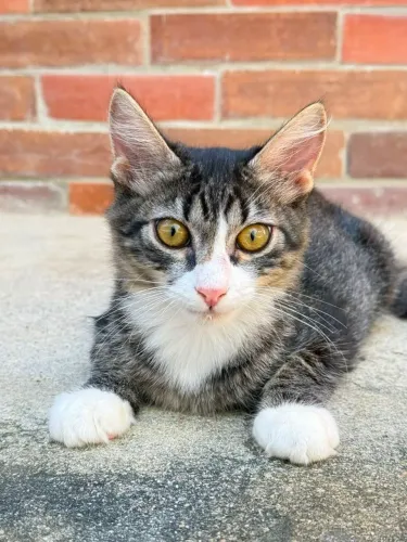 Gatinho filhote para adoção responsável (gato/pet)