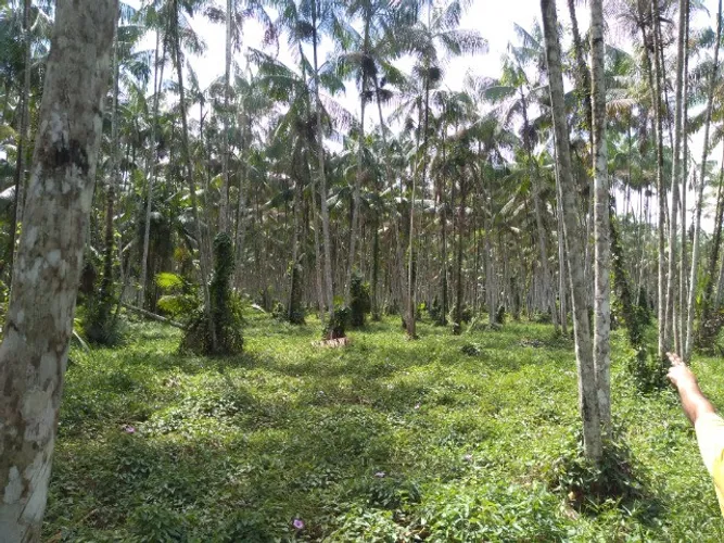 104 hectares,45 mil pés de açaí produzindo R$ 2 Milhões de reais, há 70 km de Belem