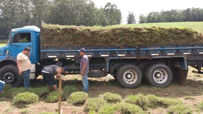Grama mato grosso em leivas.