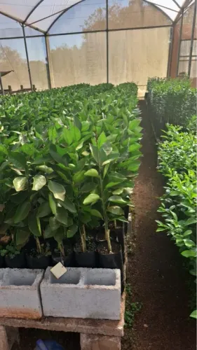 Mudas de Laranja Pera Rio enxertadas com 1 metro 