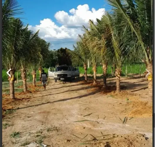 Mudas de coco  produzindo damos plantadas 
