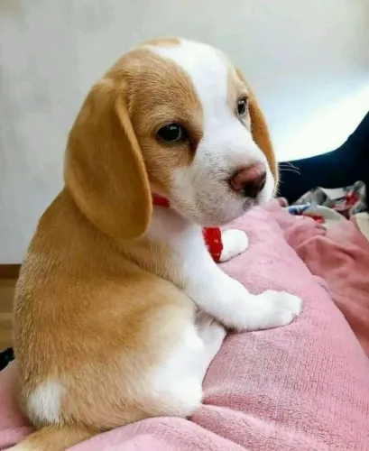 Filhotes de Beagle | Pequenos e muito fofos!