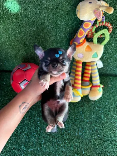 Chihuahua filhote macho pelo curto 