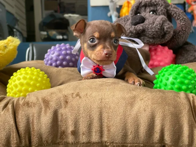Pinscher macho 2 meses