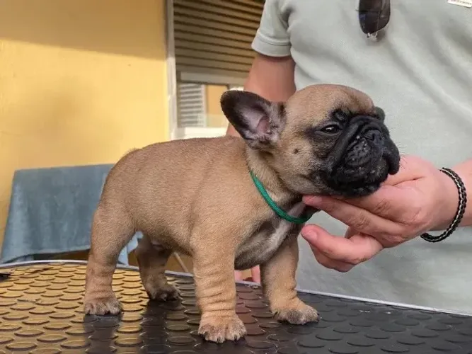Bulldog Frances cão tranquilo e companheiro, sempre muito carinhoso com os tutores