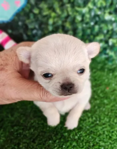 Chihuahua macho Pêlo curto miniatura