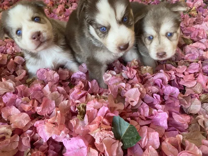 Husky Siberiano 
