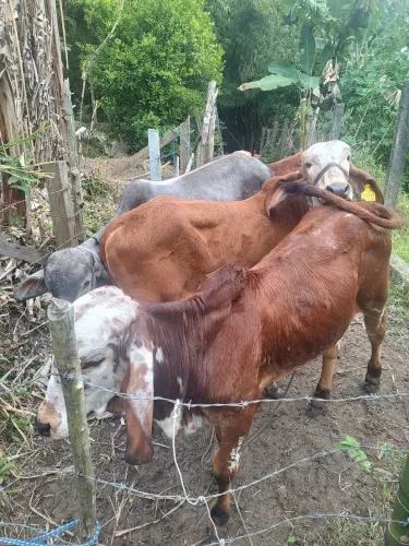 Venda de gado
