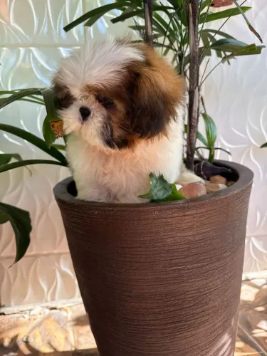Shih Tzu carinhoso