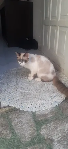 Gato