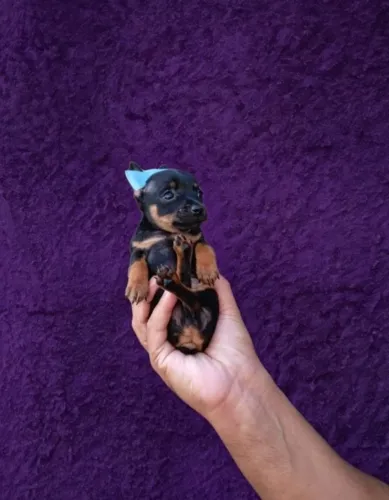 Pequeno no Tamanho Gigante na Personalidade