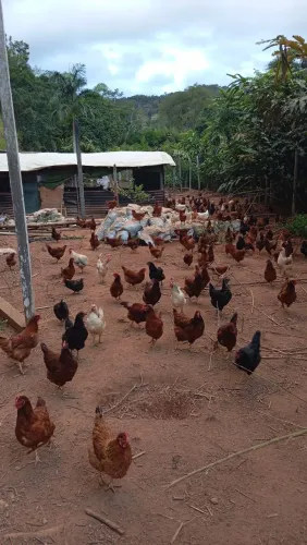 GALINHAS E FRANGAS PODERIA E CAIPIRA 