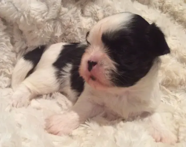 Shih Tzu Mini fofinho 