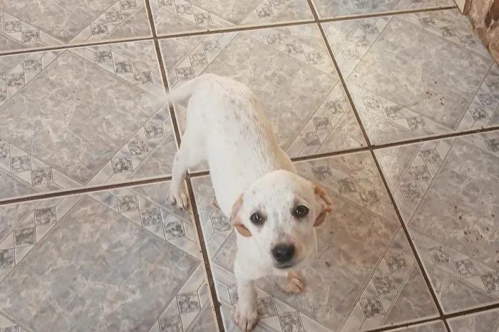 Doação de cachorro