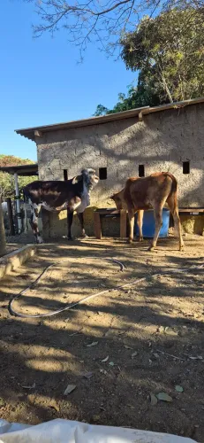 2 Novilhas girolandas