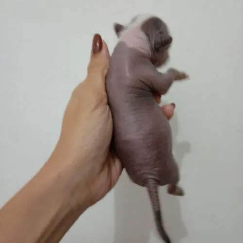 Cão de Crista Chinês Macho True Hairless