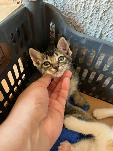 Doação gato filhote