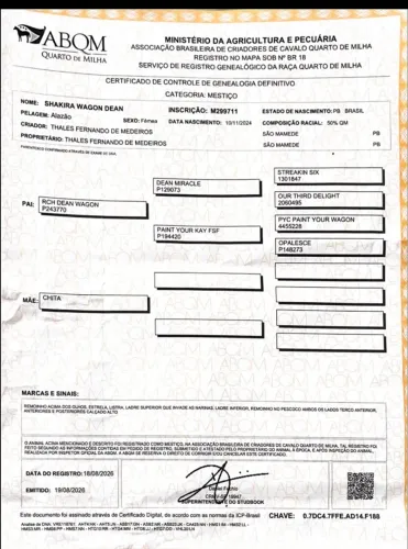 Potra de corrida com registro