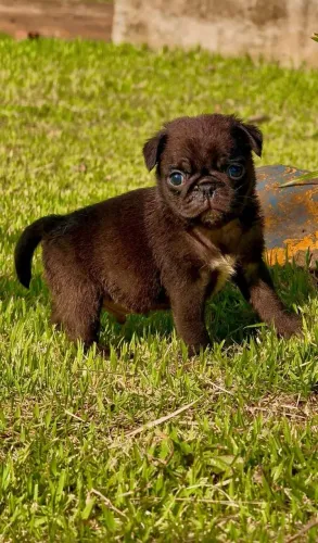 Pug, filhote macho Preto, Alto Padrão, Canil O'malley Bull's 