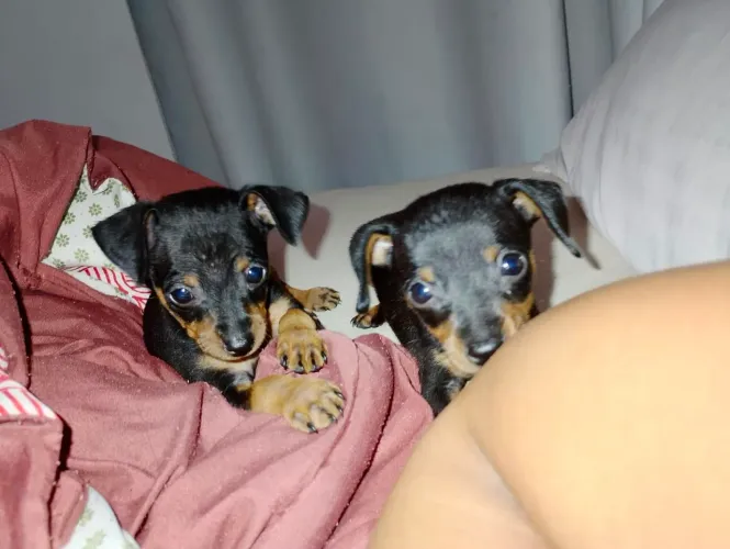 Pinscher filhotes numero 1