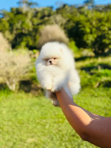 LULU DA POMERANIA (SPITZ ALEMÃO ANÃO)!!