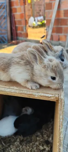 Coelhos filhotes da raça gigante de Flanders