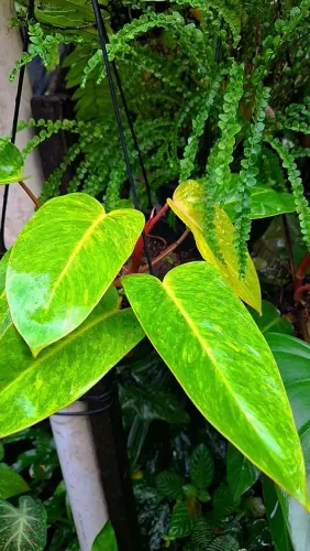 Mudas de Plantas: Philodendron