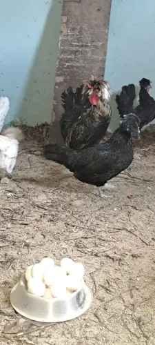 Ovos galado de galinha polonesa