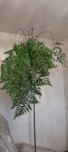 Samambaia