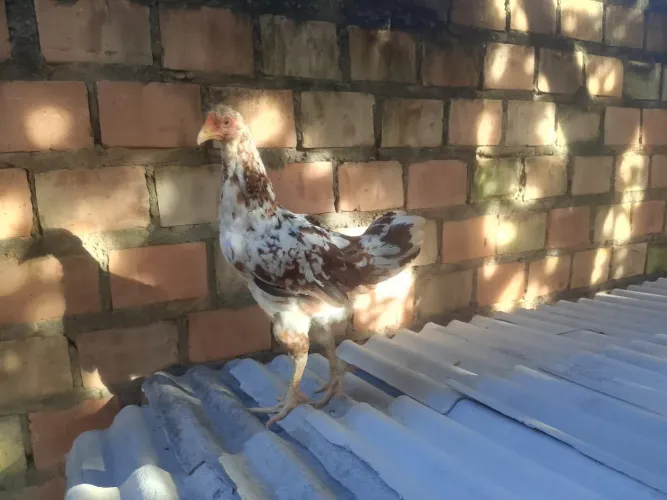 galinha sertaneja balão 