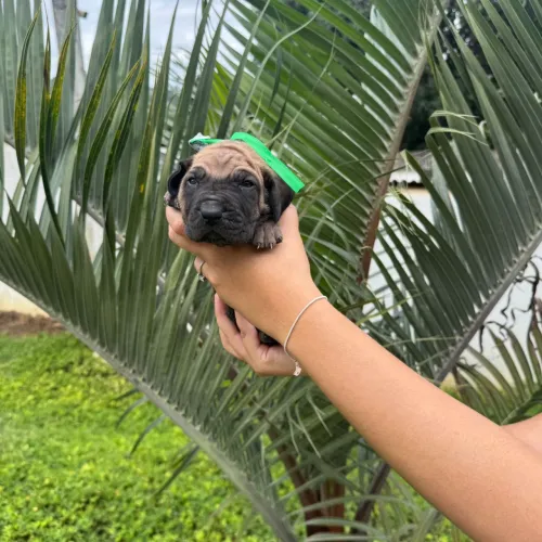 Fila brasileiro 