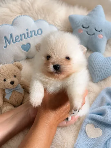 Spitz ursinho macho