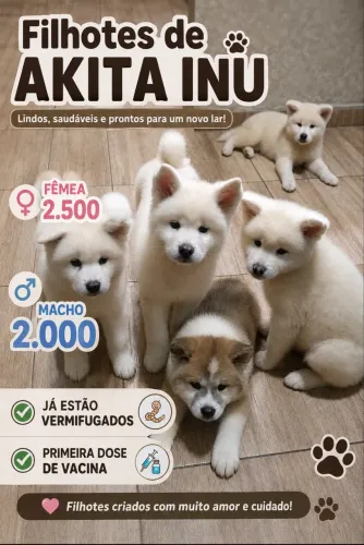 Filhotes Akita Inu