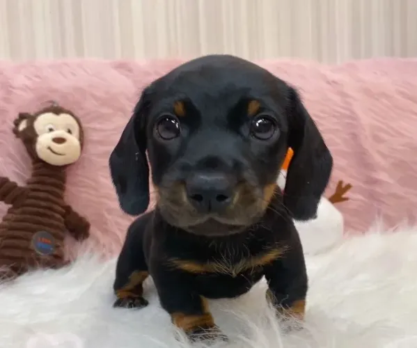 Bebezinho dachshund/teckel/basset/salsicha/cofap olhos claros e saudável
