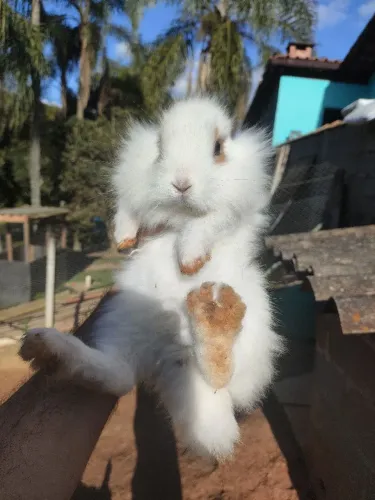 Coelhos 