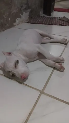 Pittybull Puro