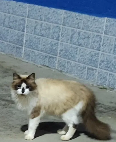 Doa-se esse casal lindo de gatos castrados de Raça