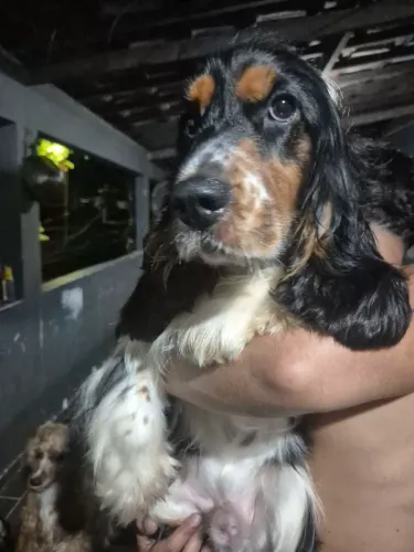 Filhote de Cocker Spaniel Inglês 