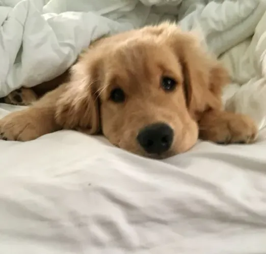 Baby golden retriever super dócil com contrato de compra e venda
