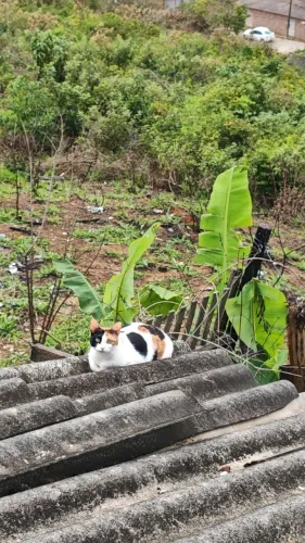 Doa-Se Gatinha Castrada Tricolor