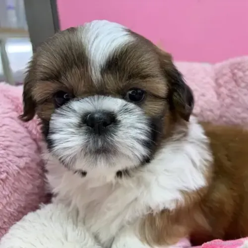 Shih Tzu/ Shitzu filhotinhos afetuosos legítimos macho e fêmea vacinados em São Paulo