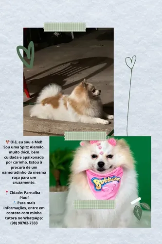 À procura de um namorado.