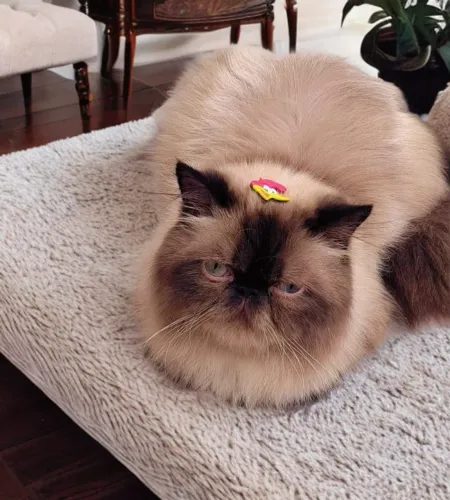 Gato Persa Himalaio Macho, olhos azuis