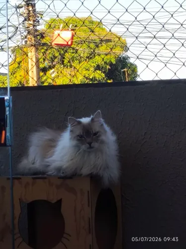 Adoção de Gatos Castrados.