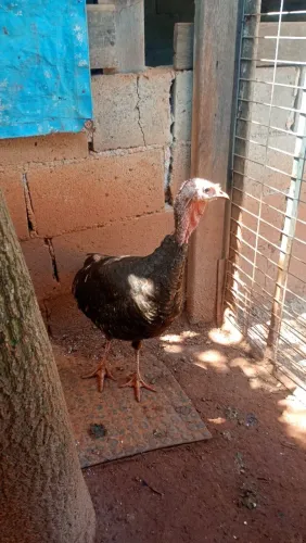 Perúa