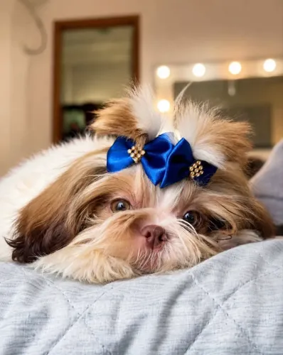 Filhotes de shihtzu