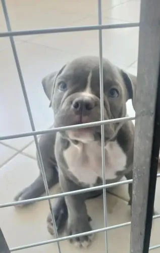 Filhotes American bully pocket com pedigree 