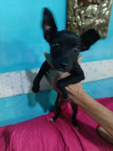Pinscher femea